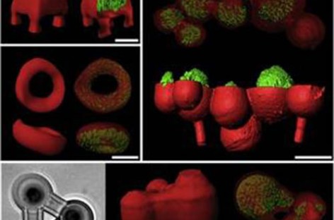 Nghiên cứu vi khuẩn nhờ công nghệ in 3D