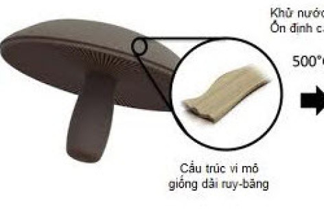 Pin điện thoại càng dùng càng mạnh được chế tạo từ nấm