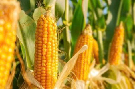 Protein từ bắp có khả năng tăng cường hiệu suất pin lithium – lưu huỳnh