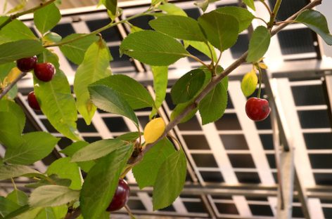 Điện mặt trời nông nghiệp tại Ý: tiên phong trong việc sử dụng đất kép cho năng lượng mặt trời và nông nghiệp