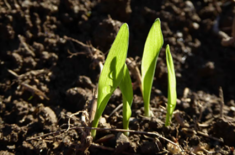 [Video] Tận dụng chất thải nông nghiệp cho ngành công nghiệp nhựa